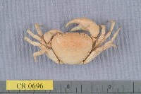 藏品(澤蟹屬)的圖片